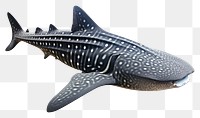 PNG Shark whale animal mammal. 