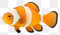 PNG A caramel clownfish animal sea  