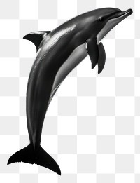 PNG A jumping black dolphin shadow animal mammal fish. 