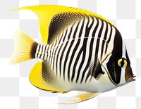 PNG Loyal angel fish animal sea white background. AI generated Image by rawpixel.