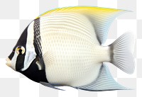 PNG A loyal angel fish animal sea white background. AI generated Image by rawpixel.