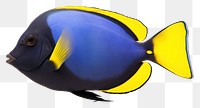 PNG Animal yellow fish blue. AI generated Image by rawpixel.