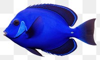 PNG Regal blue tang animal fish sea. AI generated Image by rawpixel.