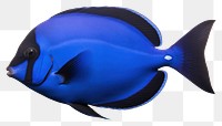 PNG A regal blue tang animal fish sea. AI generated Image by rawpixel.