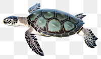 PNG A sea turtle reptile animal white background. AI generated Image by rawpixel.