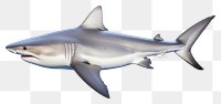 PNG A white shark animal fish sea. 