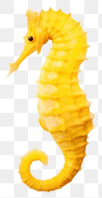 PNG A yellow sea horse seahorse animal nature. AI generated Image by rawpixel.