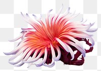 PNG Ocean flower dahlia plant white background. AI generated Image by rawpixel.
