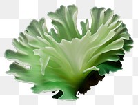 PNG Vegetable plant leaf food. AI generated Image by rawpixel.