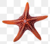 PNG Starfish animal sea  