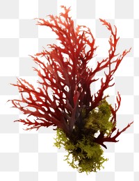 PNG Ocean seaweed bush white background underwater chandelier. AI generated Image by rawpixel.