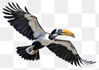 PNG A Oriental Pied Hornbill flying vulture animal. AI generated Image by rawpixel.