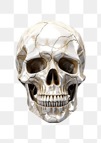 PNG Skull white background anthropology sculpture