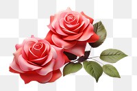 PNG Roses flower plant white background. AI generated Image by rawpixel.