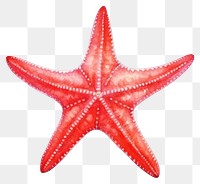 PNG Starfish invertebrate echinoderm cephalopod. AI generated Image by rawpixel.