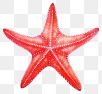 PNG Starfish invertebrate echinoderm cephalopod. 