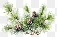 PNG Pine tree spruce plant