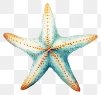 PNG Starfish animal white background invertebrate. AI generated Image by rawpixel.