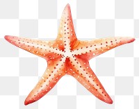 PNG Starfish invertebrate echinoderm. 