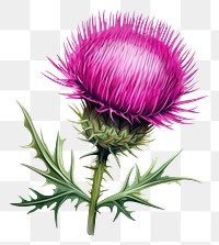 PNG Thistle flower plant white background inflorescence. AI generated Image by rawpixel.
