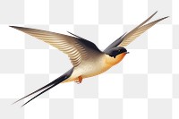 PNG Swallow flying swallow animal. AI generated Image by rawpixel.