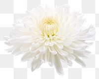 PNG Chrysanthemum chrysanths flower dahlia. 