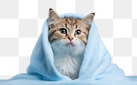 PNG cat in blanket transparent background