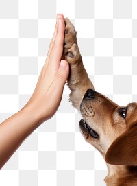 PNG high five dog and human transparent background