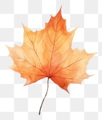 PNG Fall leaf plant tree backgrounds. 