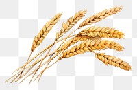 PNG Agriculture wheat food triticale. AI generated Image by rawpixel.