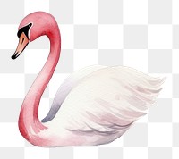 PNG Swans flamingo animal bird. 