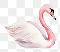 PNG Swans flamingo animal bird. 