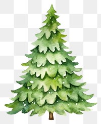 PNG Christmas tree plant white background celebration. 