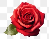 PNG Rose red realistic flower. 