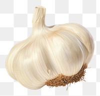 PNG Garlic vegetable plant food. 