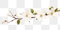 PNG Elegant white dogwood blossoms.