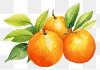 PNG Orange grapefruit plant food. 