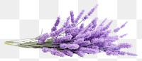 PNG Lavender lavender blossom flower