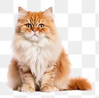 PNG  Cat mammal animal kitten. AI generated Image by rawpixel.