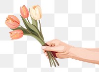 PNG Tulip bouquet hand holding flower. 