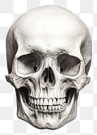 PNG Drawing sketch human human skull. 