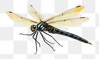 PNG Dragonfly animal insect 