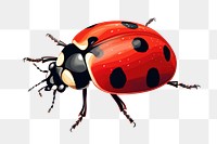 PNG Ladybug animal white background wildlife. AI generated Image by rawpixel.