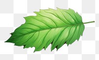 PNG Leaf plant tree  