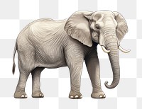 PNG Elephant wildlife standing drawing. 