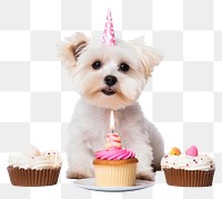 PNG Cake dog birthday maltese. 