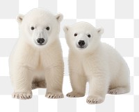 PNG Baby polar bears wildlife animal mammal