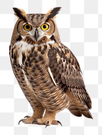 PNG Great horned owl animal bird beak