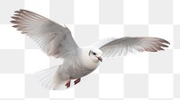 PNG Fulmar flying seagull animal. AI generated Image by rawpixel.