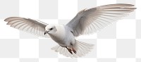 PNG Fulmar flying animal white. AI generated Image by rawpixel.